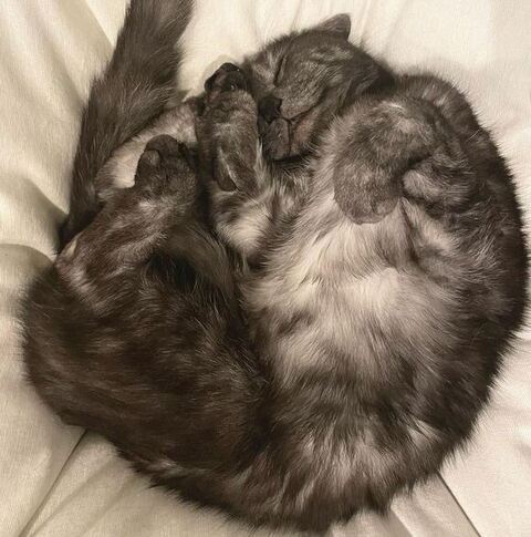 丸まって寝てる