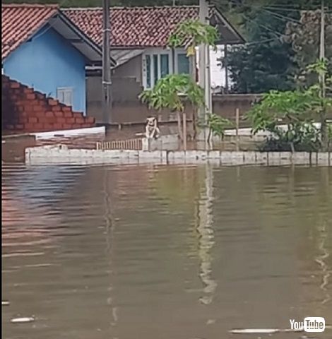取り残された犬