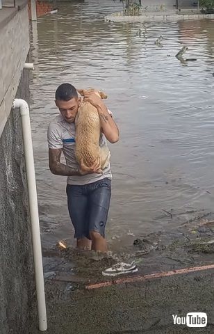 救助される犬