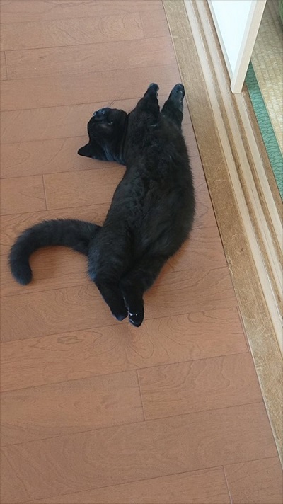 黒猫