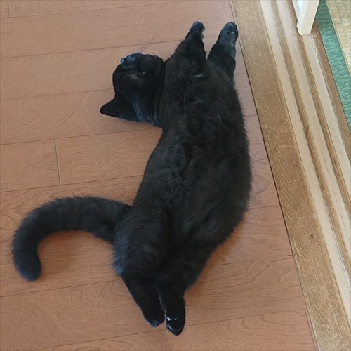 黒猫マンチカンのおなかポンポンアップ