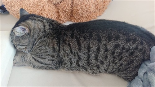 雷に恐怖する猫