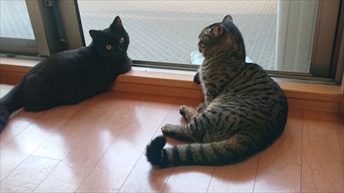 2匹でニャルソック