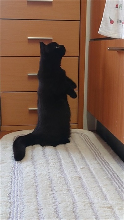 2足立ちの猫