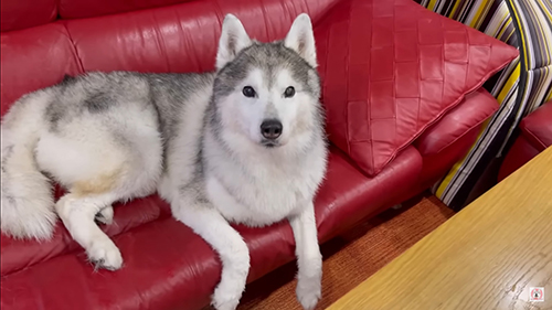 ソファに座る文太くん