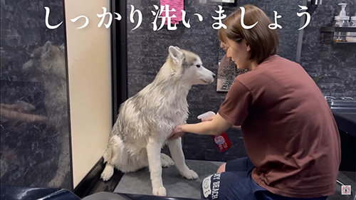 しっかり洗いましょう