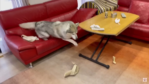 ソファから飛び降りる文太くん