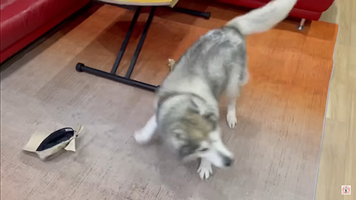 まわる文太くん