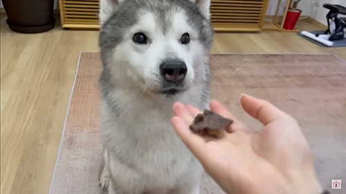 おやつをもらう文太くん