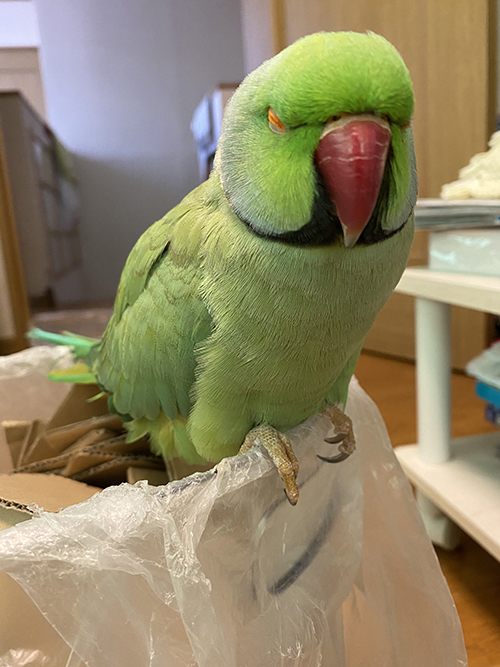 おねむユウちゃん