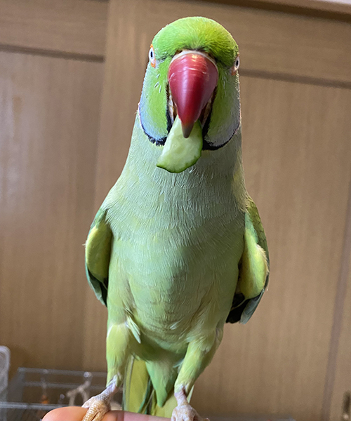 キュウリとユウちゃん