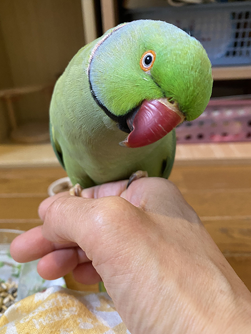 降りないユウちゃん