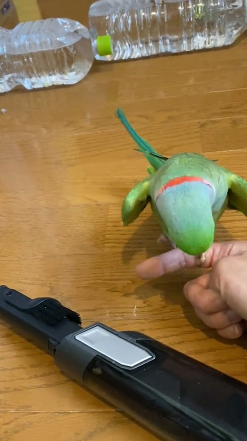 手に乗ったユウちゃん