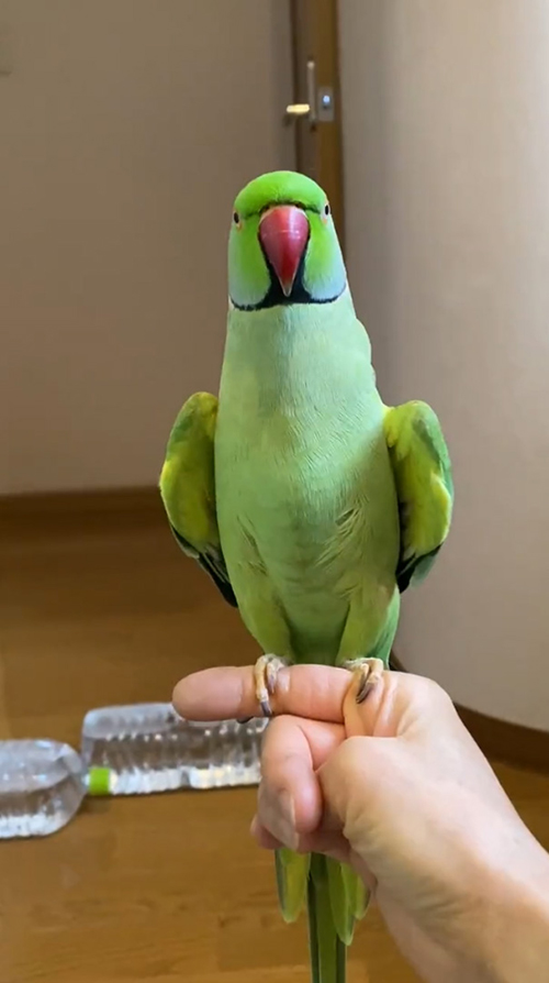 シャキーンとしたユウちゃん