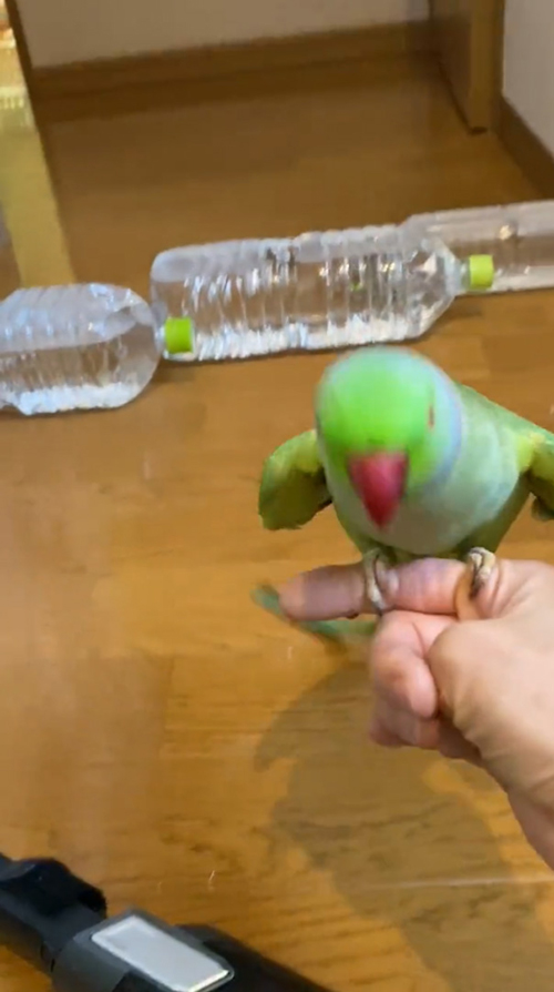 シャキーンする前のユウちゃん