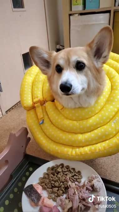 ヨシを待つワンコ