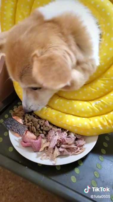 カラーでごはんが押される