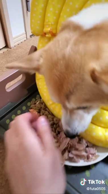 カラーでごはんが押される