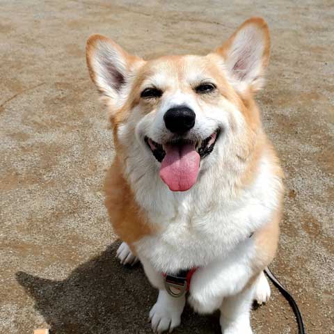 笑顔のワンコ