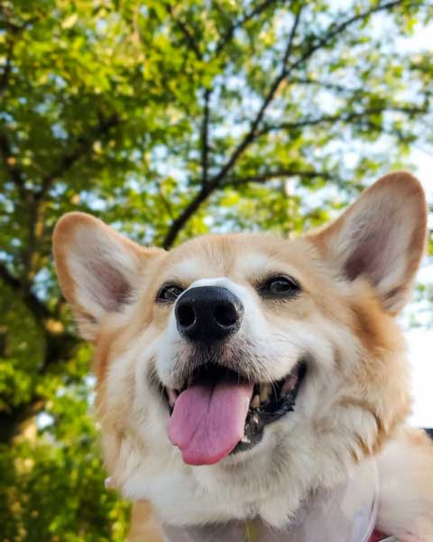 お外でニコニコワンコ