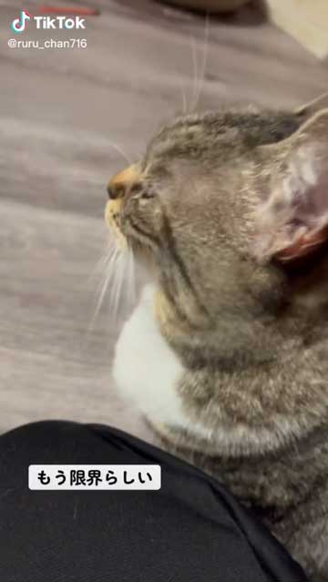 猫 食べたら寝る 食後 睡魔 スリスリ 短足 マンチカン