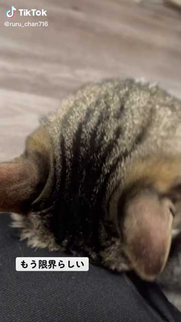 猫 食べたら寝る 食後 睡魔 スリスリ 短足 マンチカン