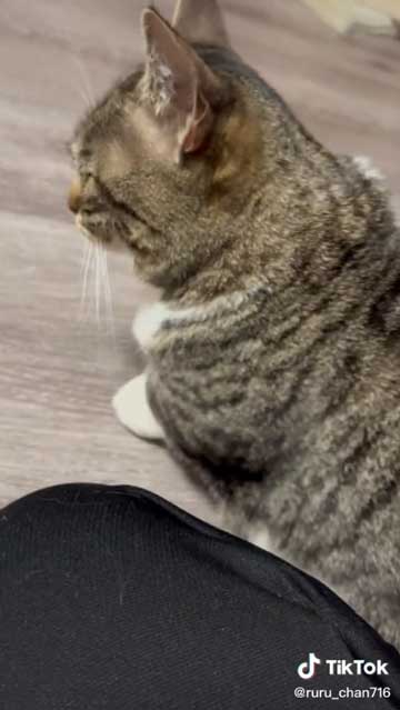 猫 食べたら寝る 食後 睡魔 スリスリ 短足 マンチカン