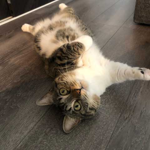 猫 食べたら寝る 食後 睡魔 スリスリ 短足 マンチカン