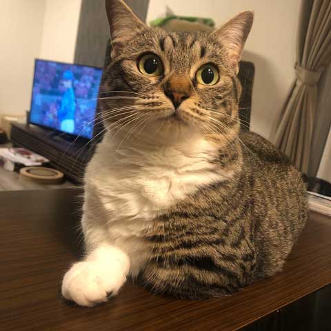 猫 食べたら寝る 食後 睡魔 スリスリ 短足 マンチカン