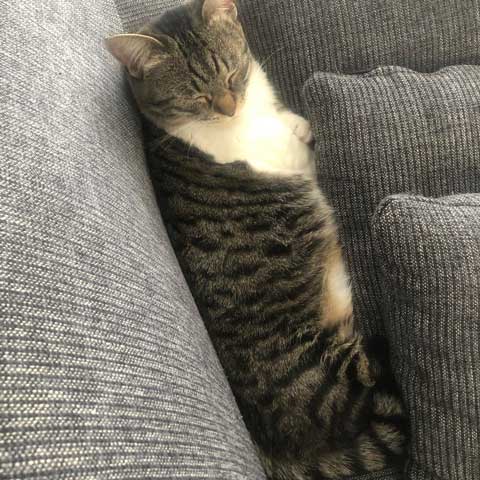 猫 食べたら寝る 食後 睡魔 スリスリ 短足 マンチカン