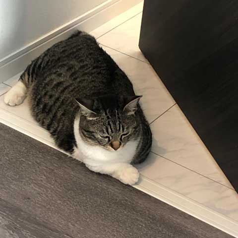 猫 食べたら寝る 食後 睡魔 スリスリ 短足 マンチカン
