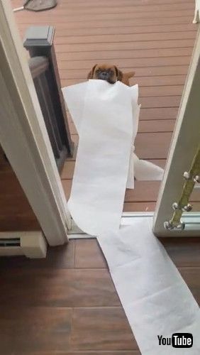 くわえたものをアピールする犬