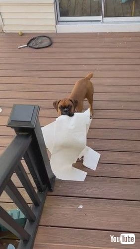 ペーパータオルで遊び終えた犬