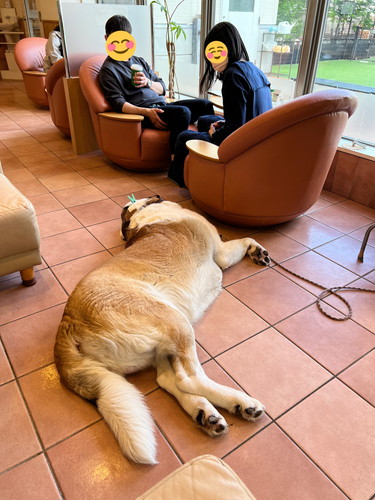 セントバーナードのワンコがすやすやカフェ