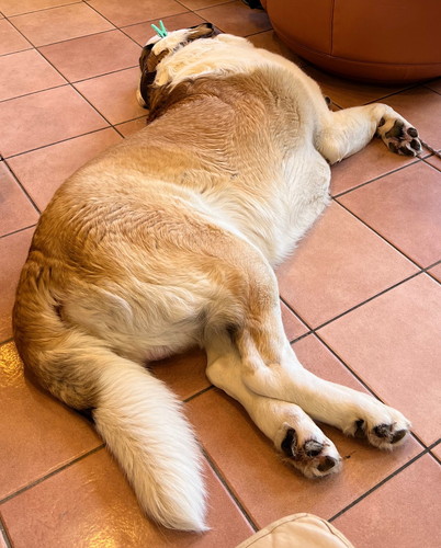 セントバーナードのワンコがすやすやカフェ