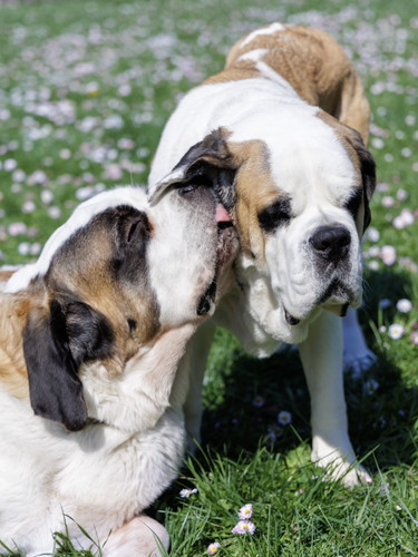 デイジーちゃんとドーンくん