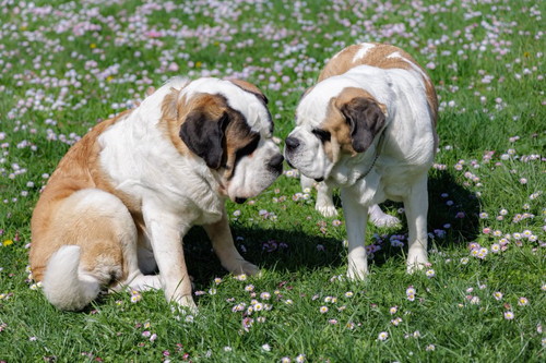 デイジーちゃんとドーンくん