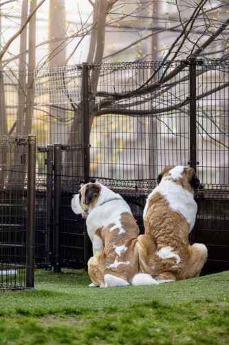 デイジーちゃんとドーンくん