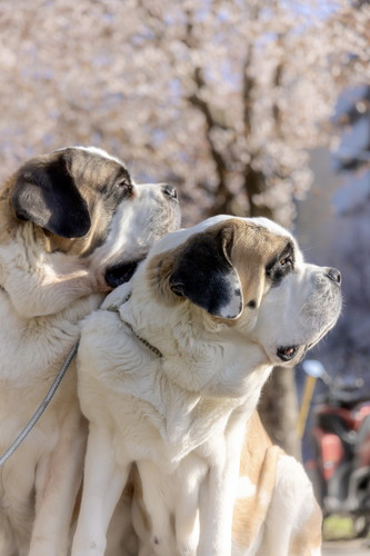 デイジーちゃんとドーンくん