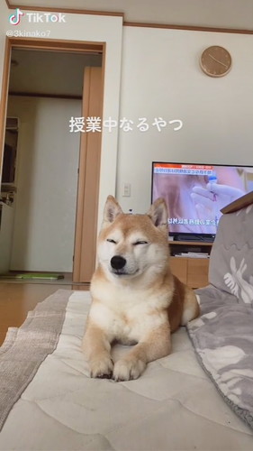 眠そうなきなこちゃん