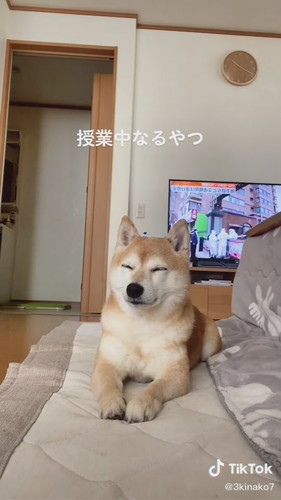 起きようと頑張るワンコ