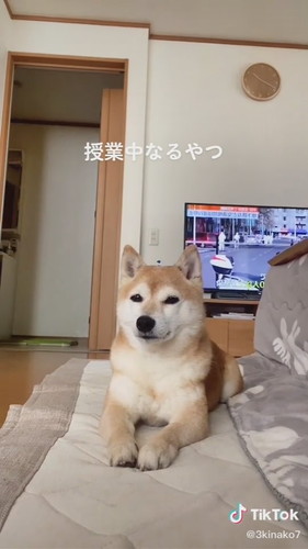 やっぱり眠いきなこちゃん