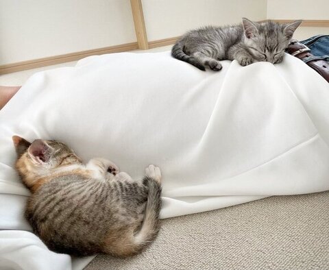 寝てる2匹を横から撮影した画像