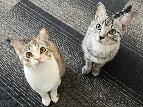 成長した2匹が上を見上げてる画像