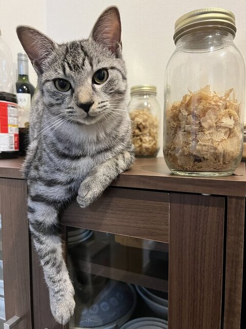 鰹節とととまるくん