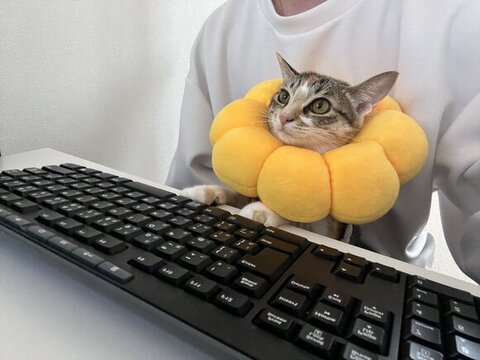 PC見てるはんみちゃん