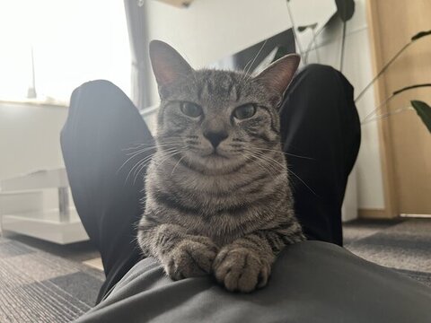 おなかに乗ってるととまるくん