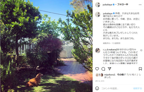 板谷由夏の愛犬