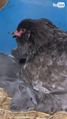 子猫に寄り添うニワトリ