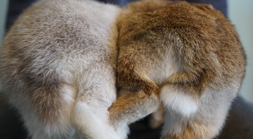 アンジーちゃんとミロくんのおしり